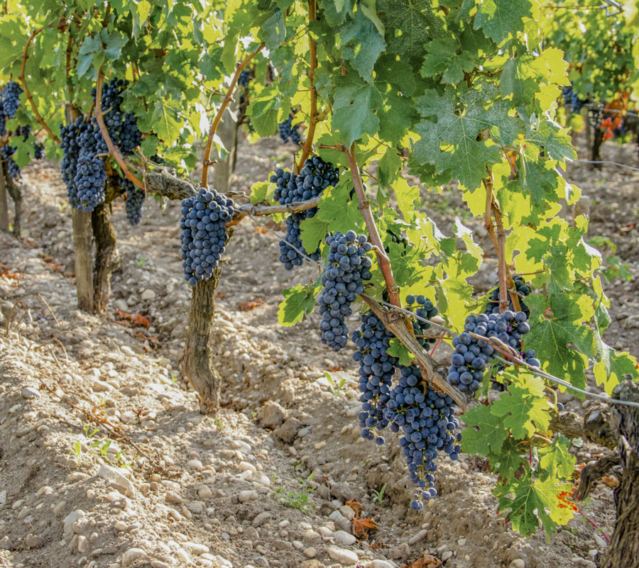 camping dans le medoc